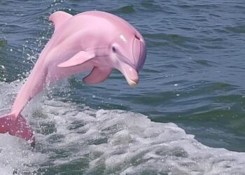 Rare Dolphin Sighted After Decades