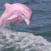 Rare Dolphin Sighted After Decades