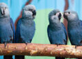 Spix’s Macaw Returns To Wild