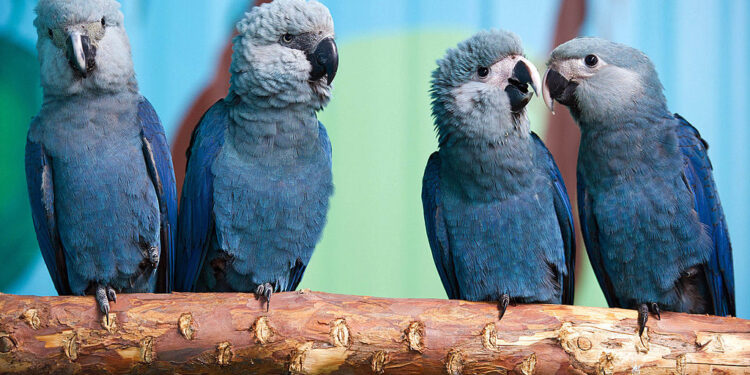 Spix’s Macaw Returns To Wild