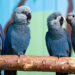Spix’s Macaw Returns To Wild