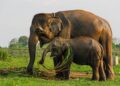 Sumatran Elephant Found Poisoned Dead