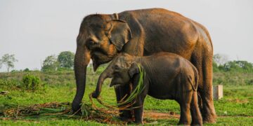 Sumatran Elephant Found Poisoned Dead