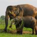 Sumatran Elephant Found Poisoned Dead