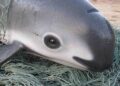 Vaquita Population Drops Dangerously Low
