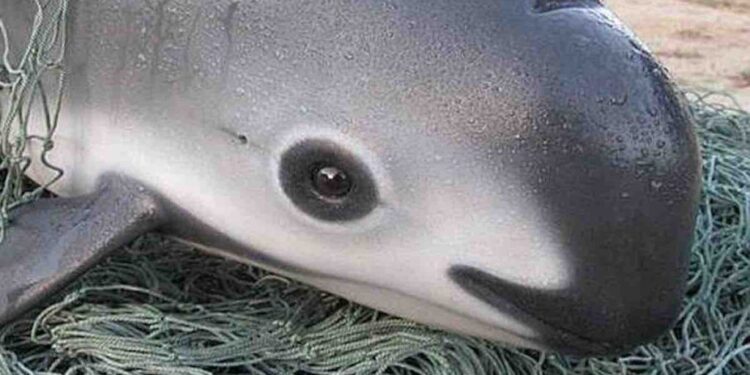 Vaquita Population Drops Dangerously Low