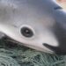 Vaquita Population Drops Dangerously Low